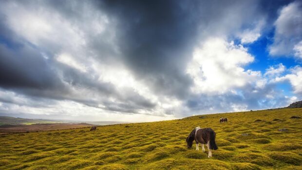 Dartmoor hill ponies grazing on the moor