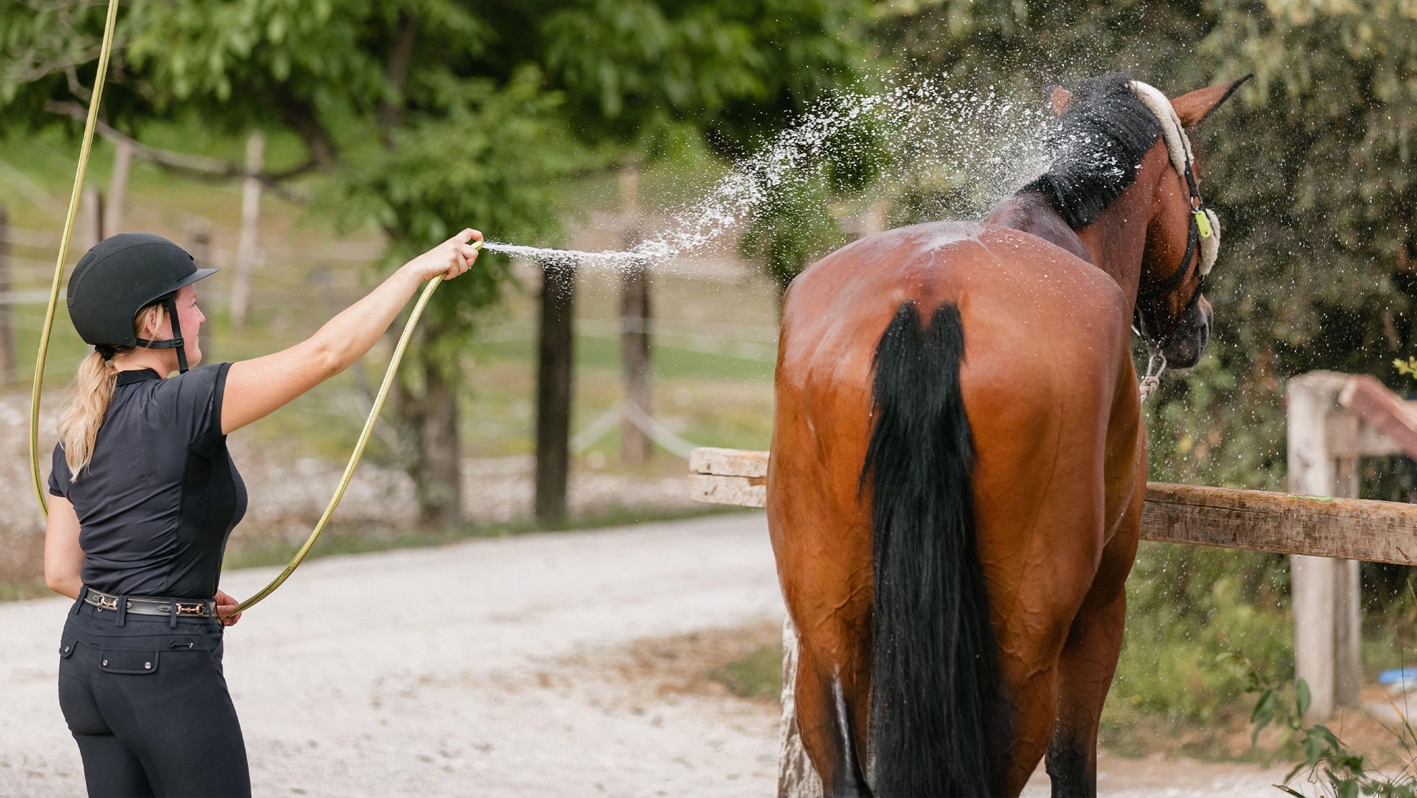 Woman hosing horse