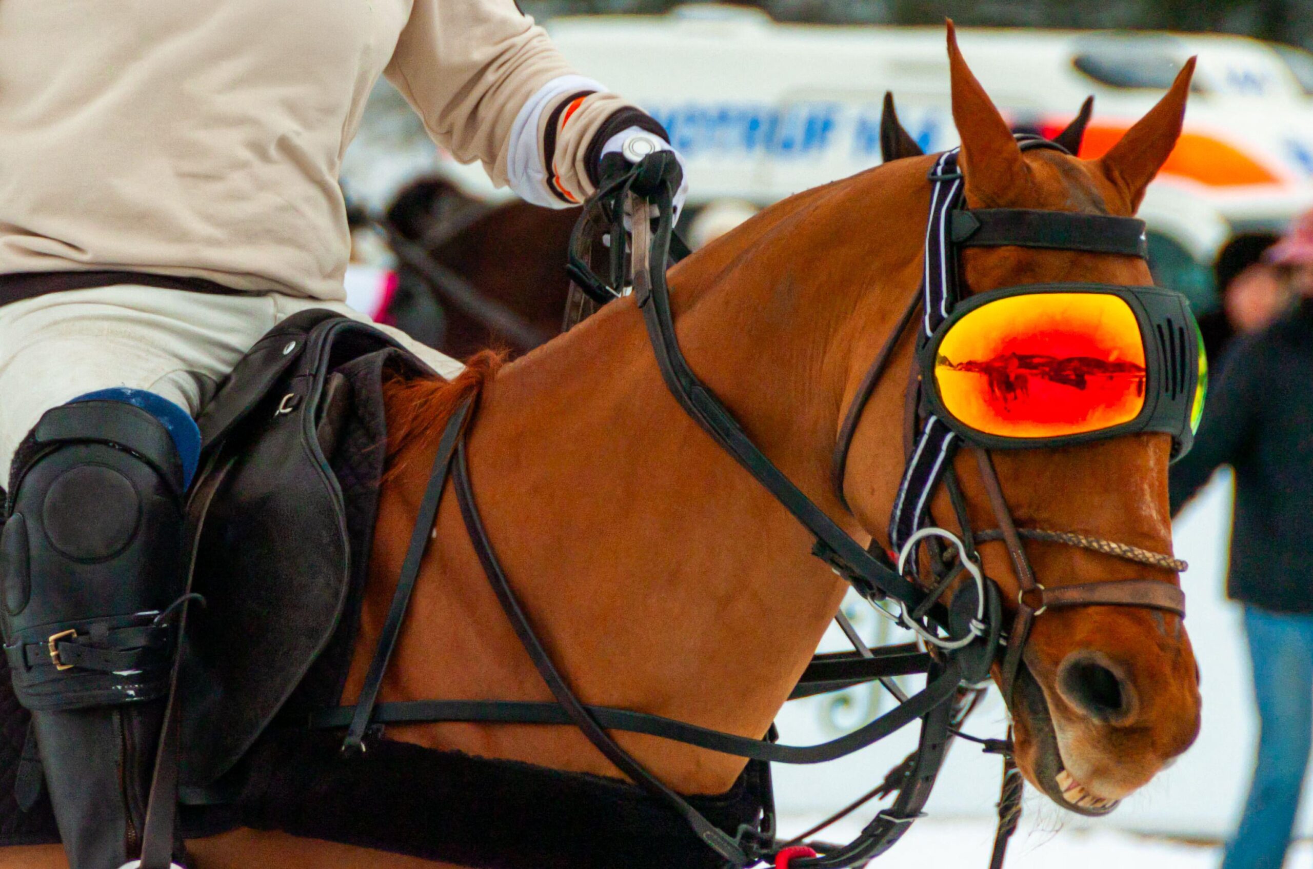 Horse wearing goggles for snow polo