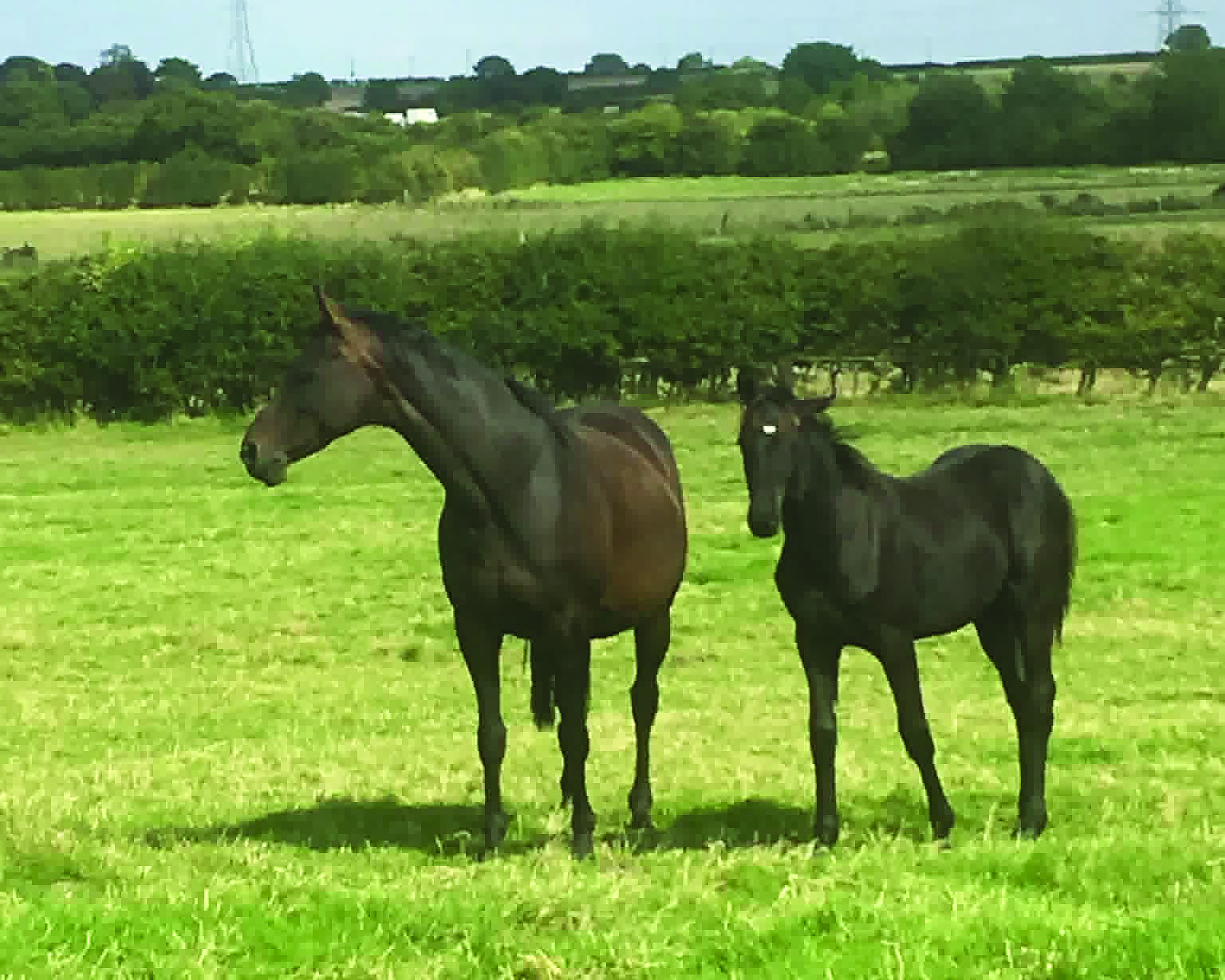 Boston Black Tie as a foal with his dam