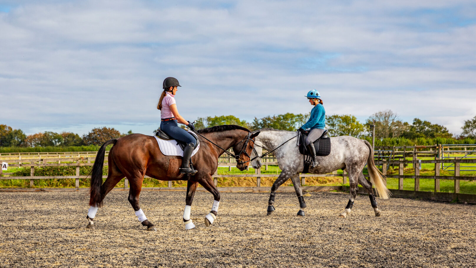 Two horses walking towards each other with a clear four-beat rhythm showing correct overtrack with hindleg stepping under the body