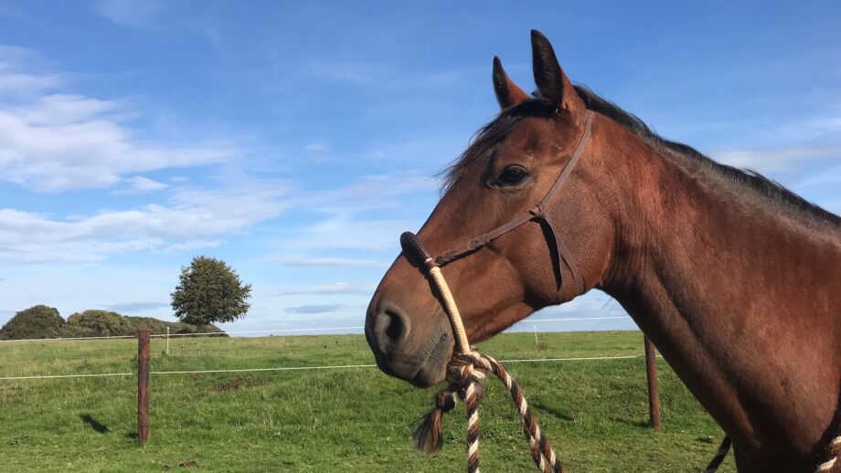 A horse wearing a simple bitless bridle