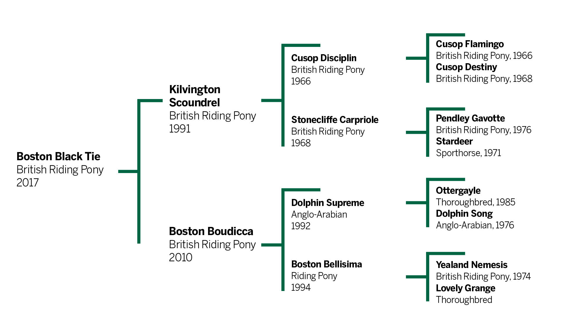 Boston Black Tie’s breeding pedigree chart
