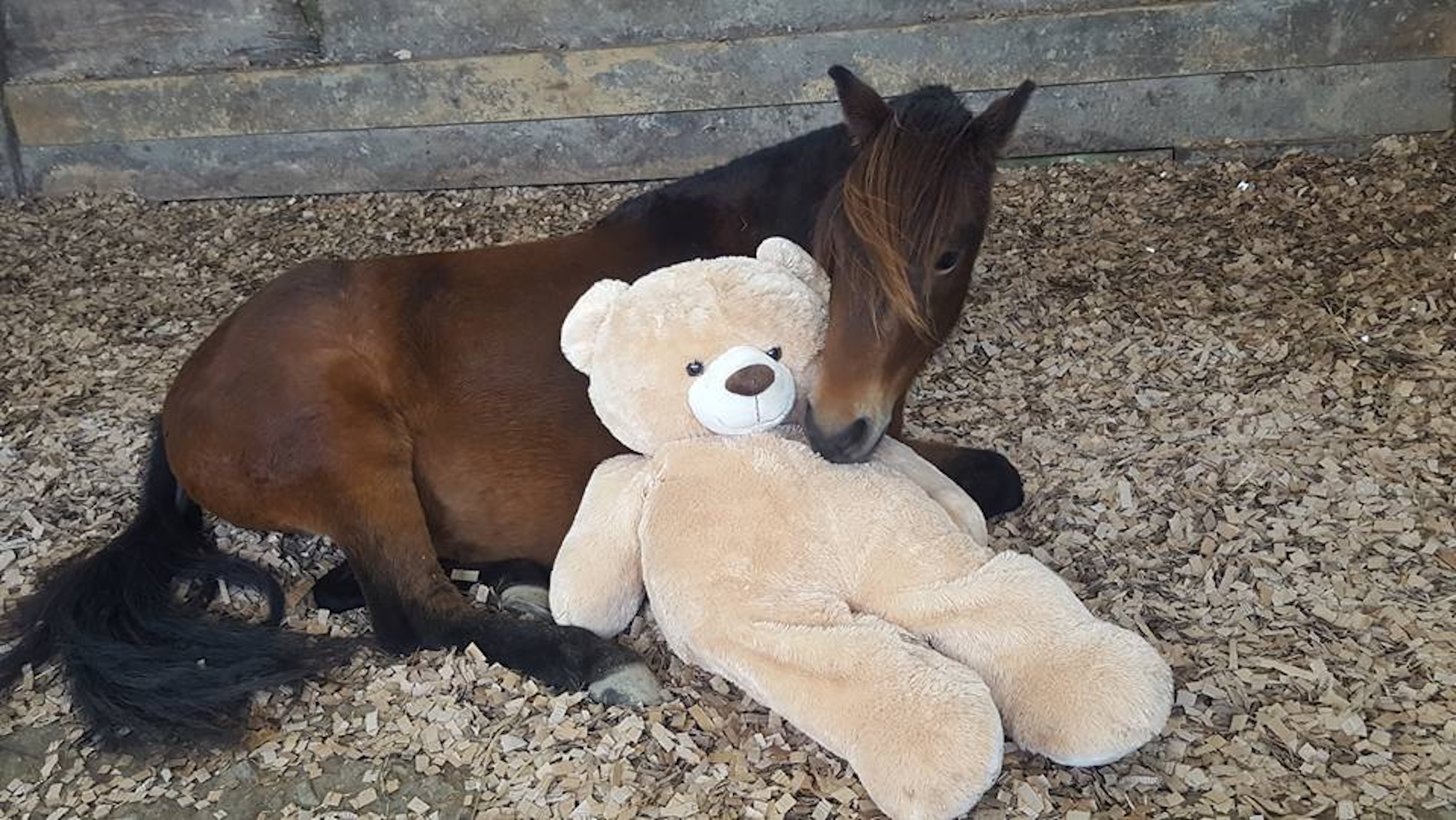 Breeze aged three, cuddled up to his teddy bear