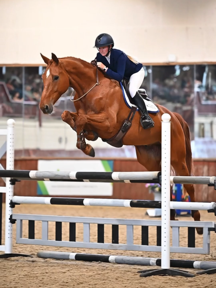 A rider and chestnut horse showjumping bridleless