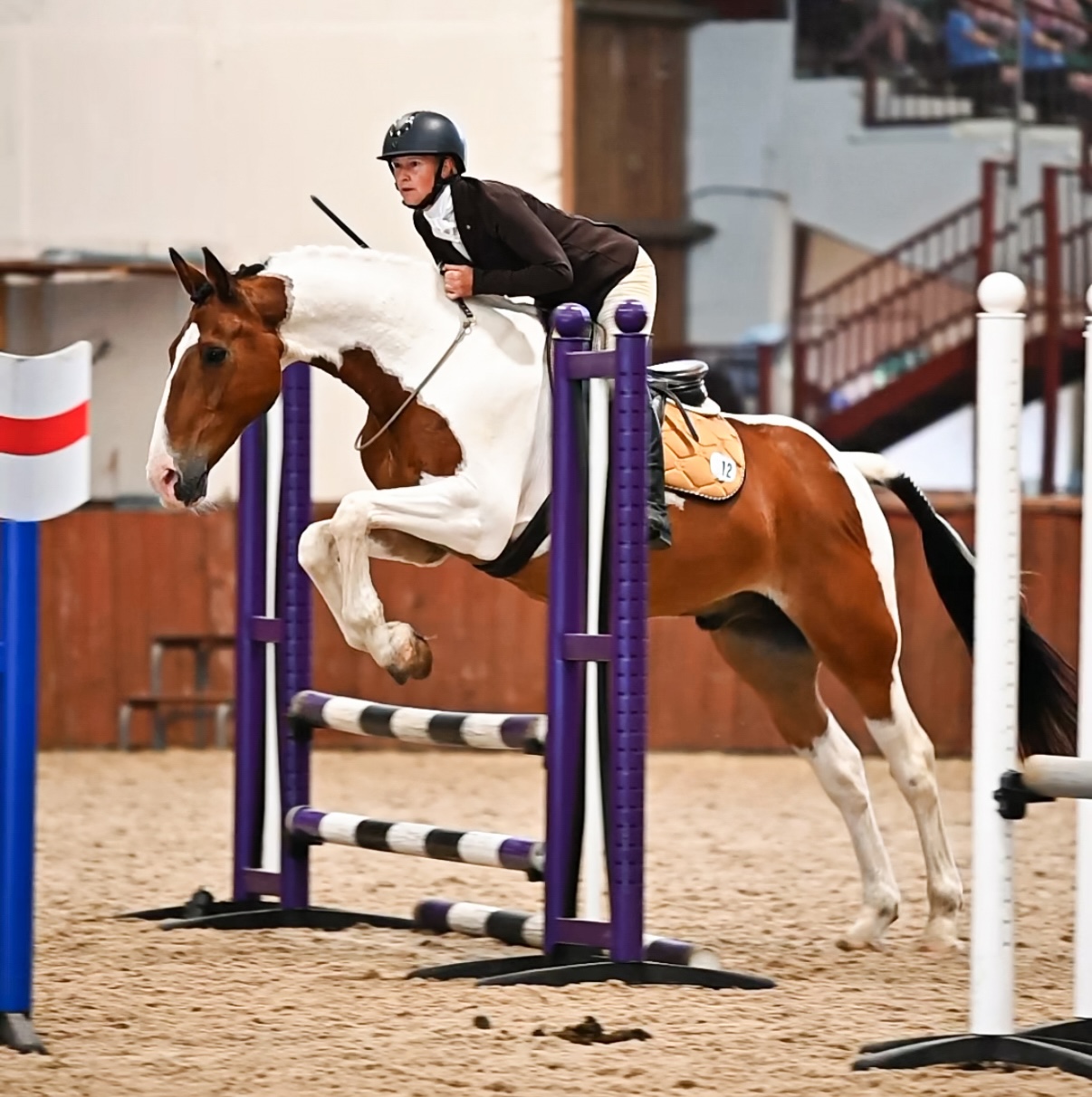 A skewbald horse and rider jumping a fence bridleless