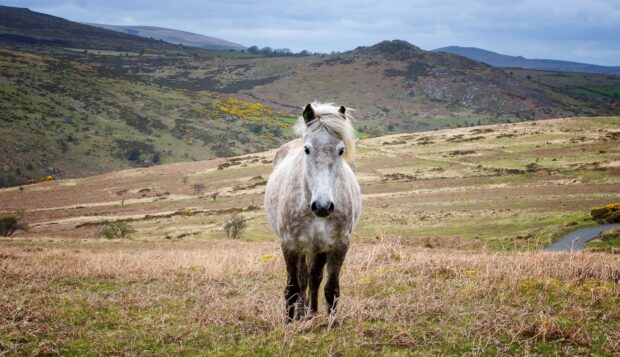 A grey Dartmoor hill pony on the moor