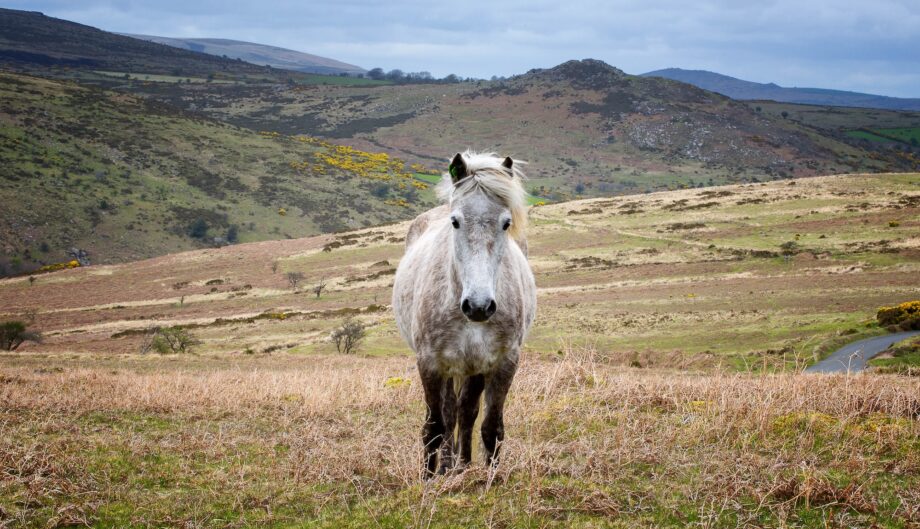 A grey Dartmoor hill pony on the moor