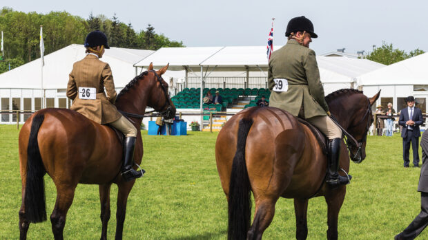Two show horses stand in line pictured from behind at a county show with temporary stands for spectators in the background.