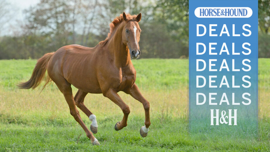Chestnut horse cantering towards camera with H&H deals graphic