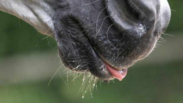Close up of horse with tongue out after drinking electrolytes