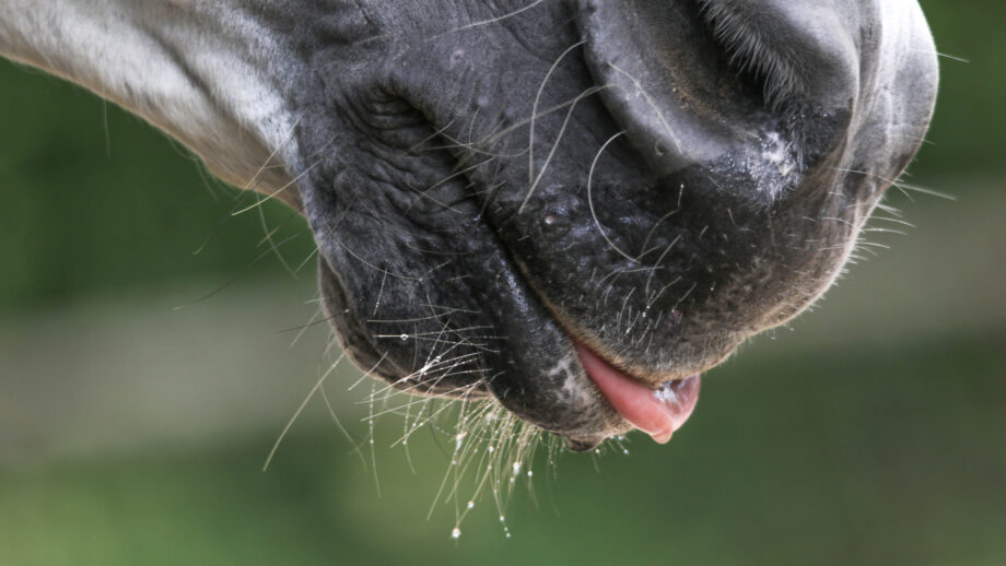 Close up of horse with tongue out after drinking electrolytes