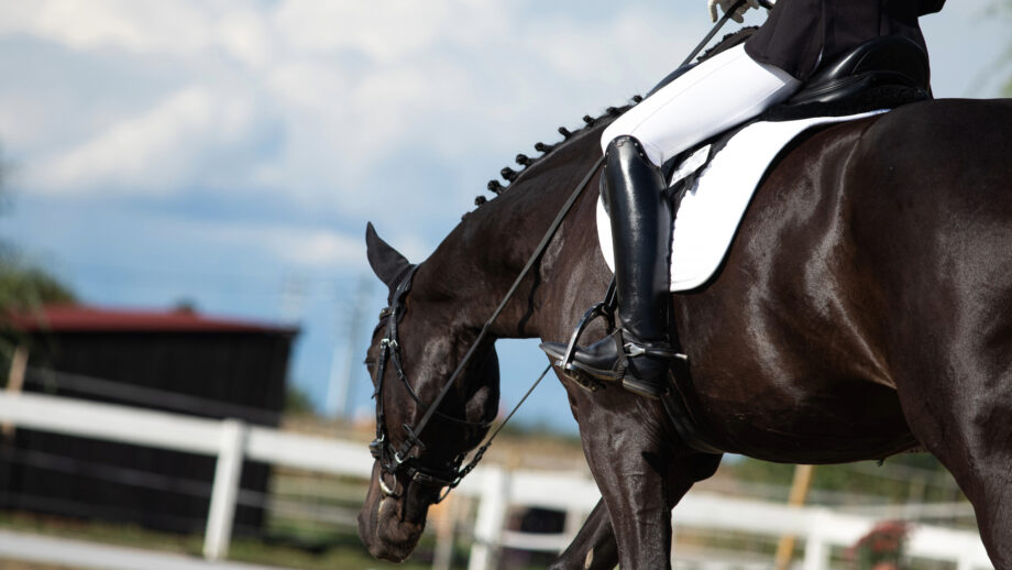 Horse stretching forward and down in free walk on a long rein during a dressage test