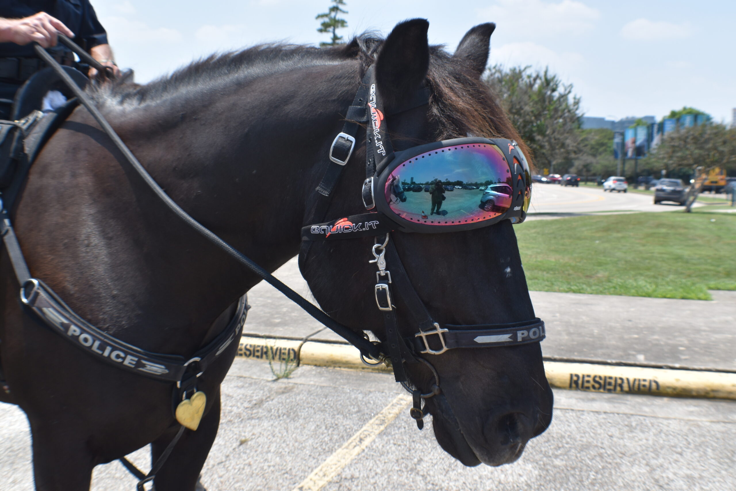 American police horse wearing sunglasses