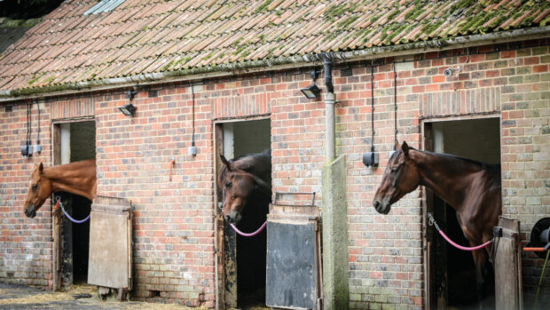 Pictured horses in stables at a livery yard.