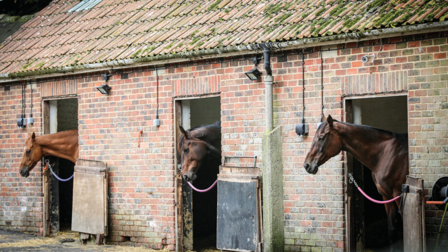 Pictured horses in stables at a livery yard.