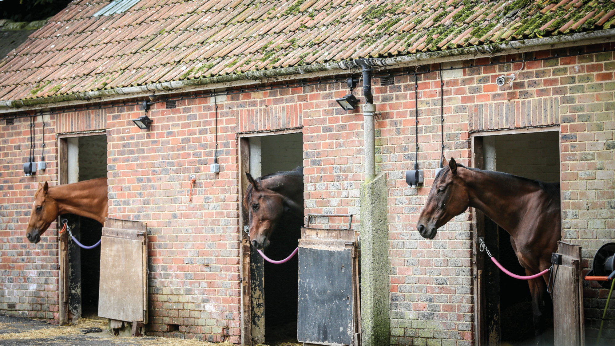 Running a livery yard is ‘emotional labour’ new study finds