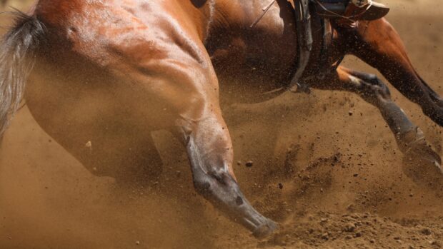 A close-up of a barrel racing horse