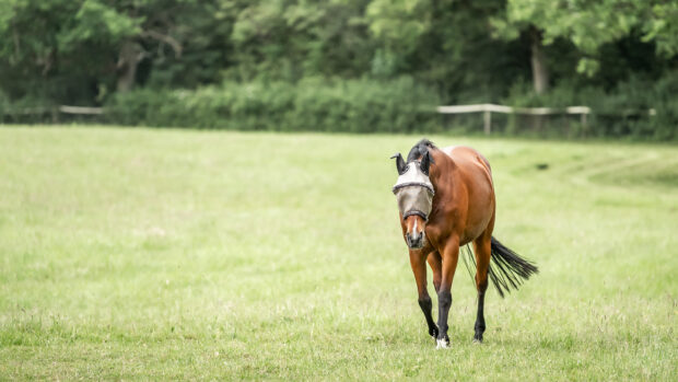 Horse in field wearing fly mask