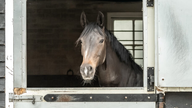 Horse prone to laminitis looking over stable door