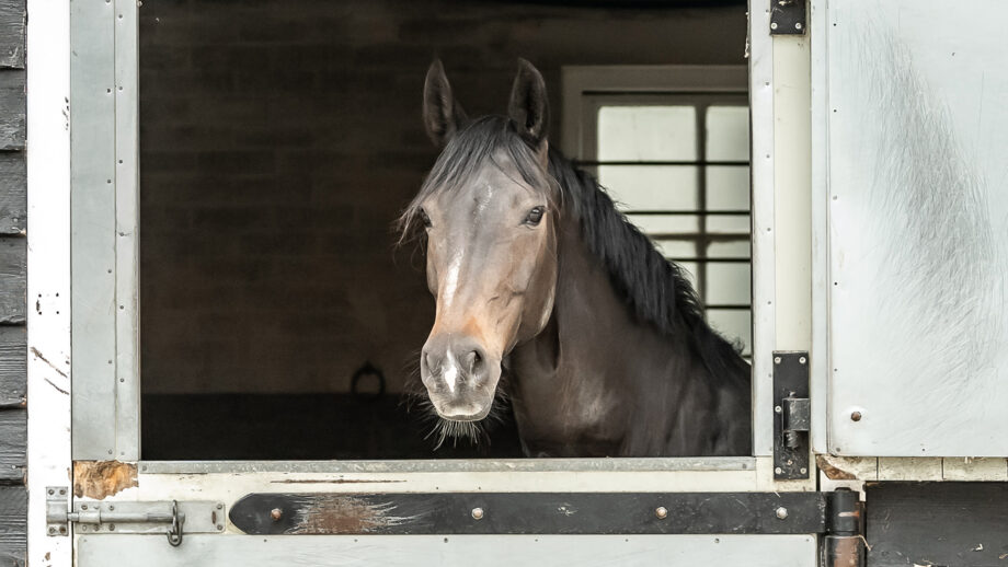 Horse prone to laminitis looking over stable door