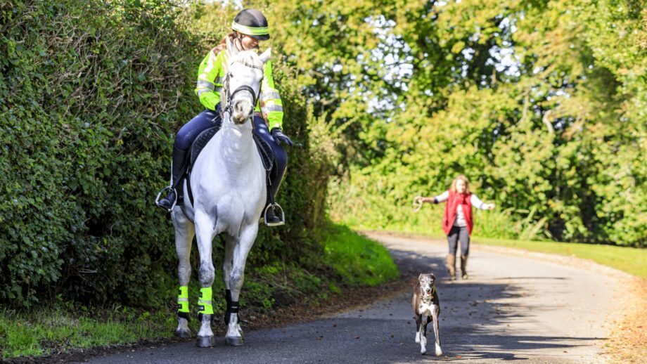 A loose dog on the road next to a horse and rider