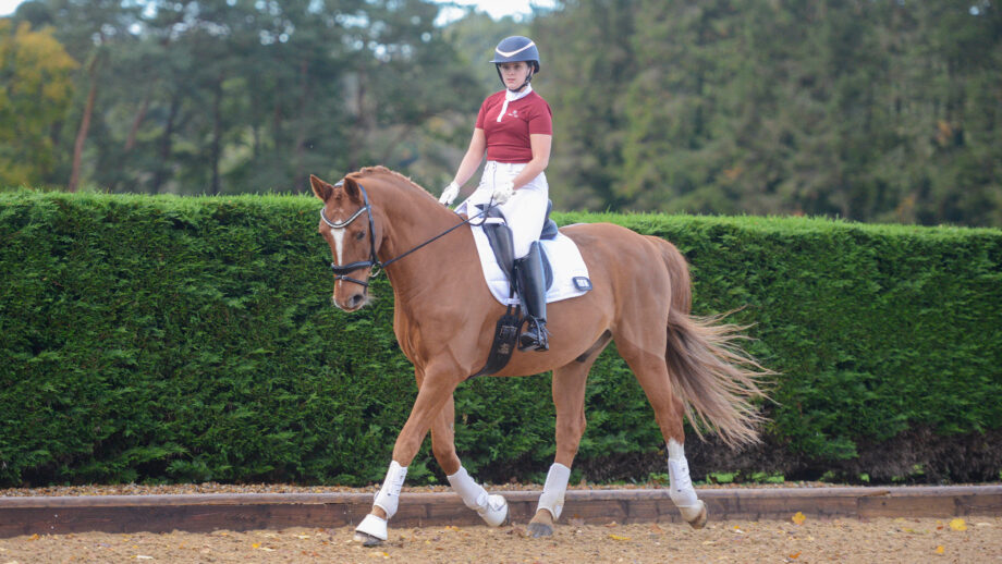 Rider on chestnut horse in trot