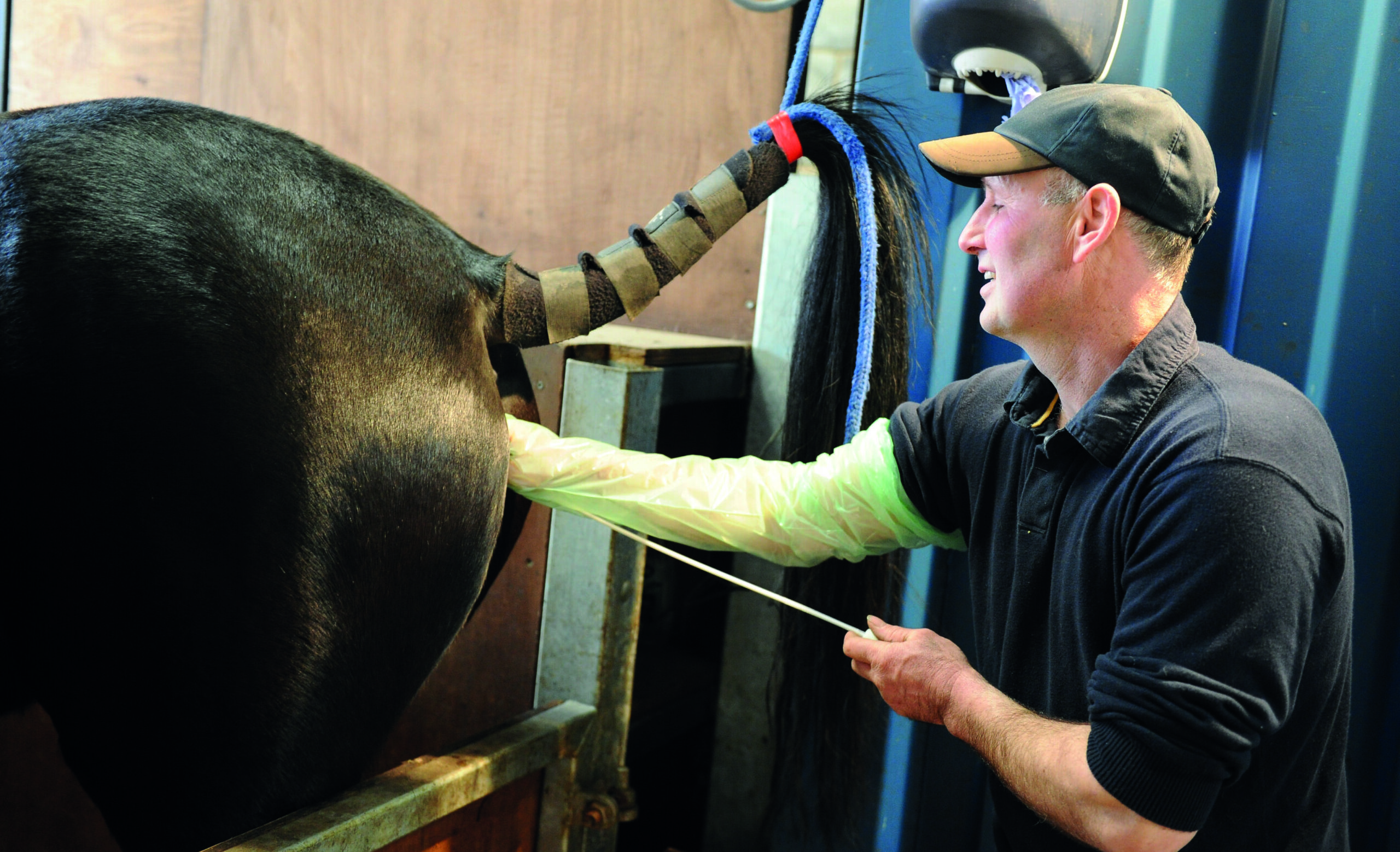 Horse being artificially inseminated by vet