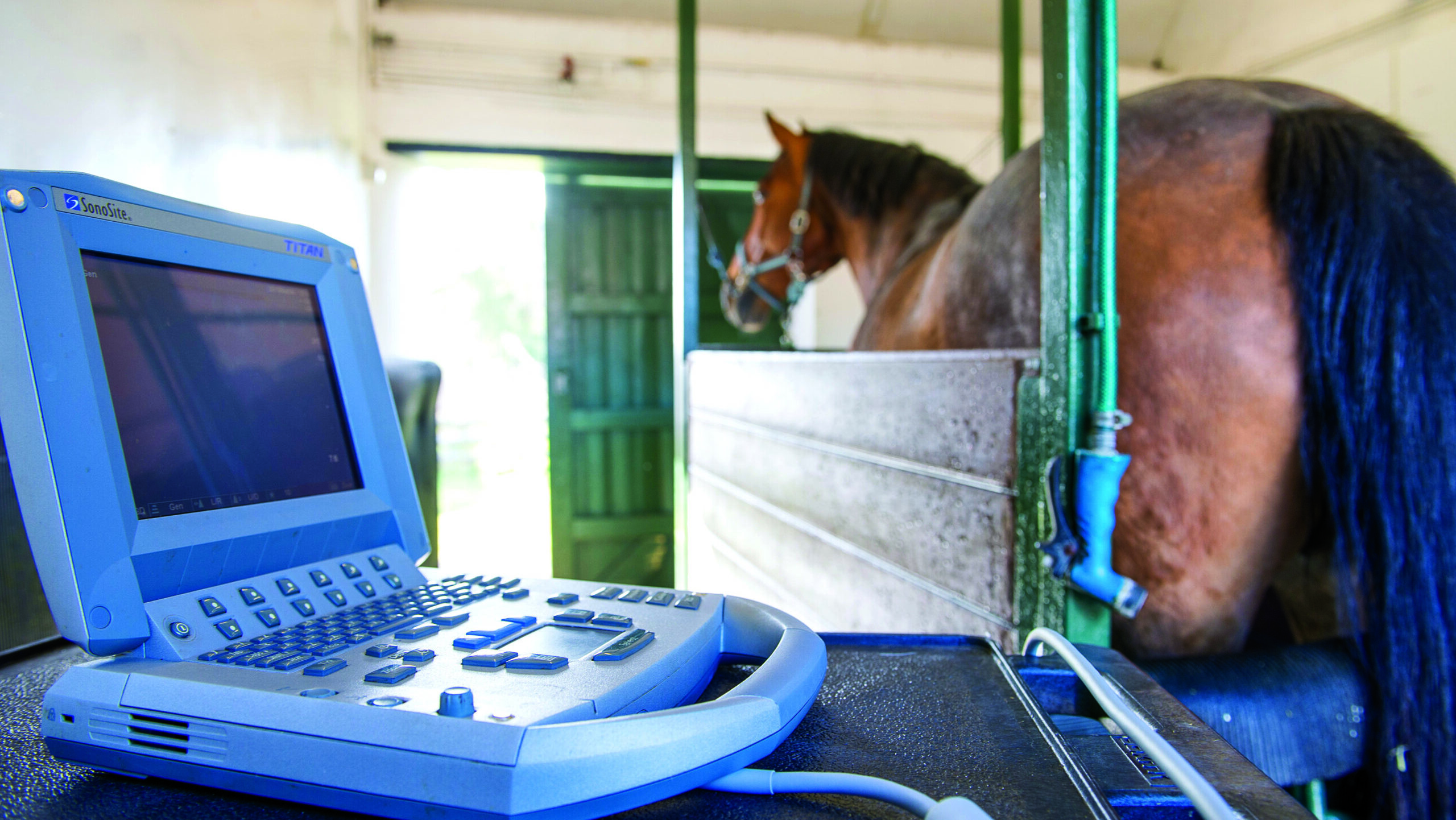 Mare ready for artificial insemination assessment