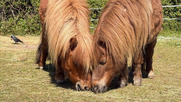 Two Shetlands grazing with their heads together