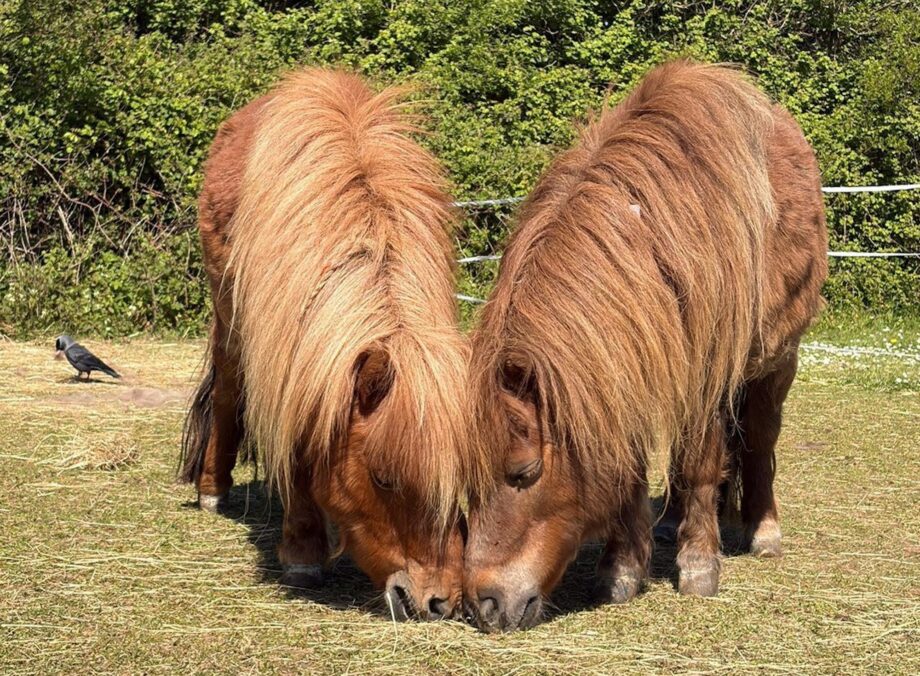 Two Shetlands grazing with their heads together