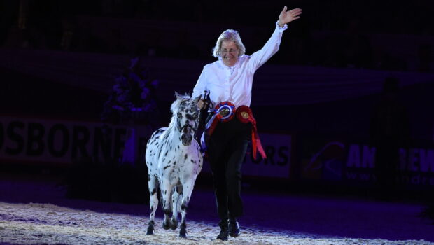 A miniature horse at HOYS trots from the ring under the lights with their handler waving to the crowd.