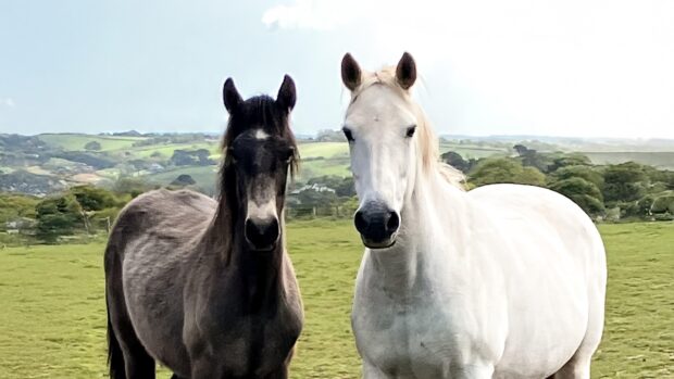 A grey and a bay horse in a field