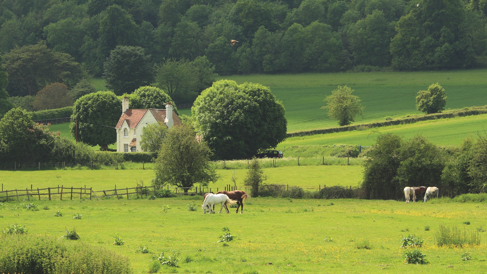 Beautiful equestrian property with home and horses grazing in paddocks