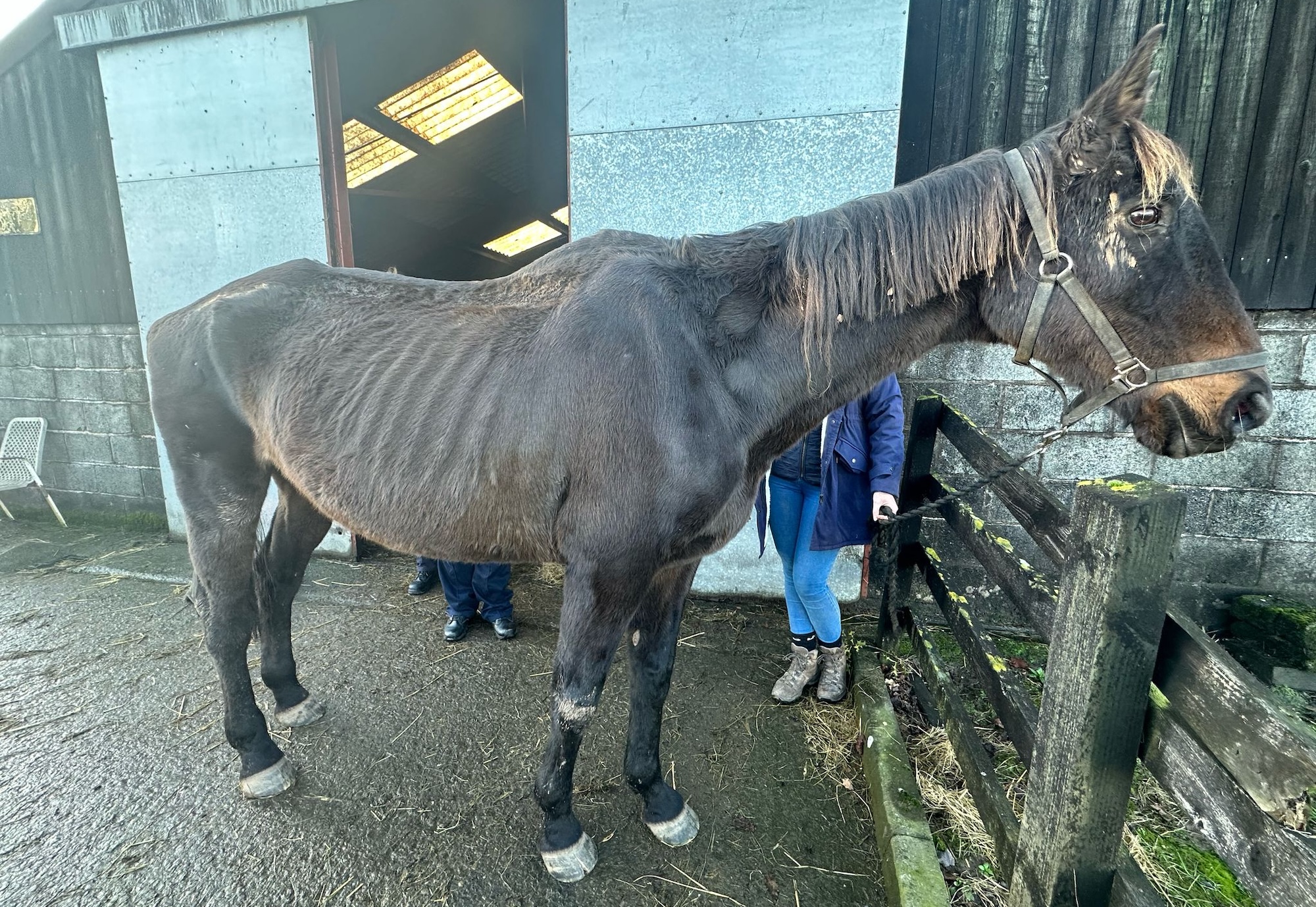 ‘Their condition was heartbreaking’: owner banned for neglect after her two horses could not be saved