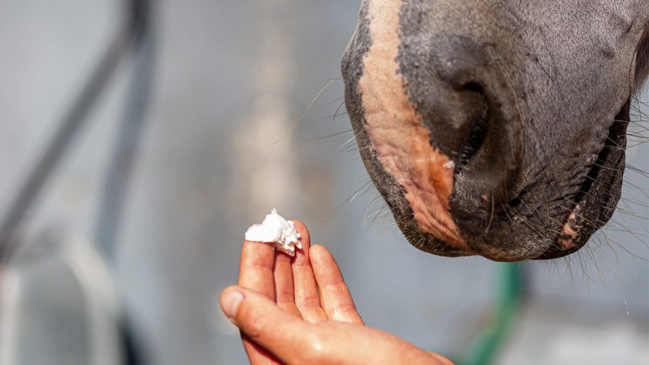 Close up of sun cream being applied to horse’s nose
