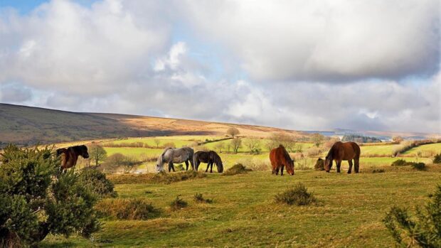 Dartmoor hill ponies grazing on the moor