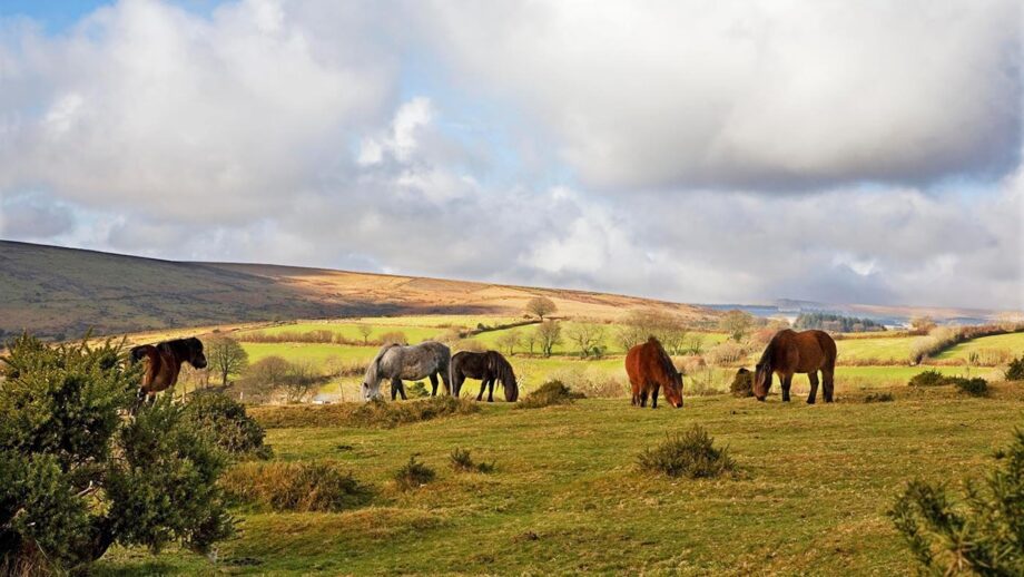 Dartmoor hill ponies grazing on the moor