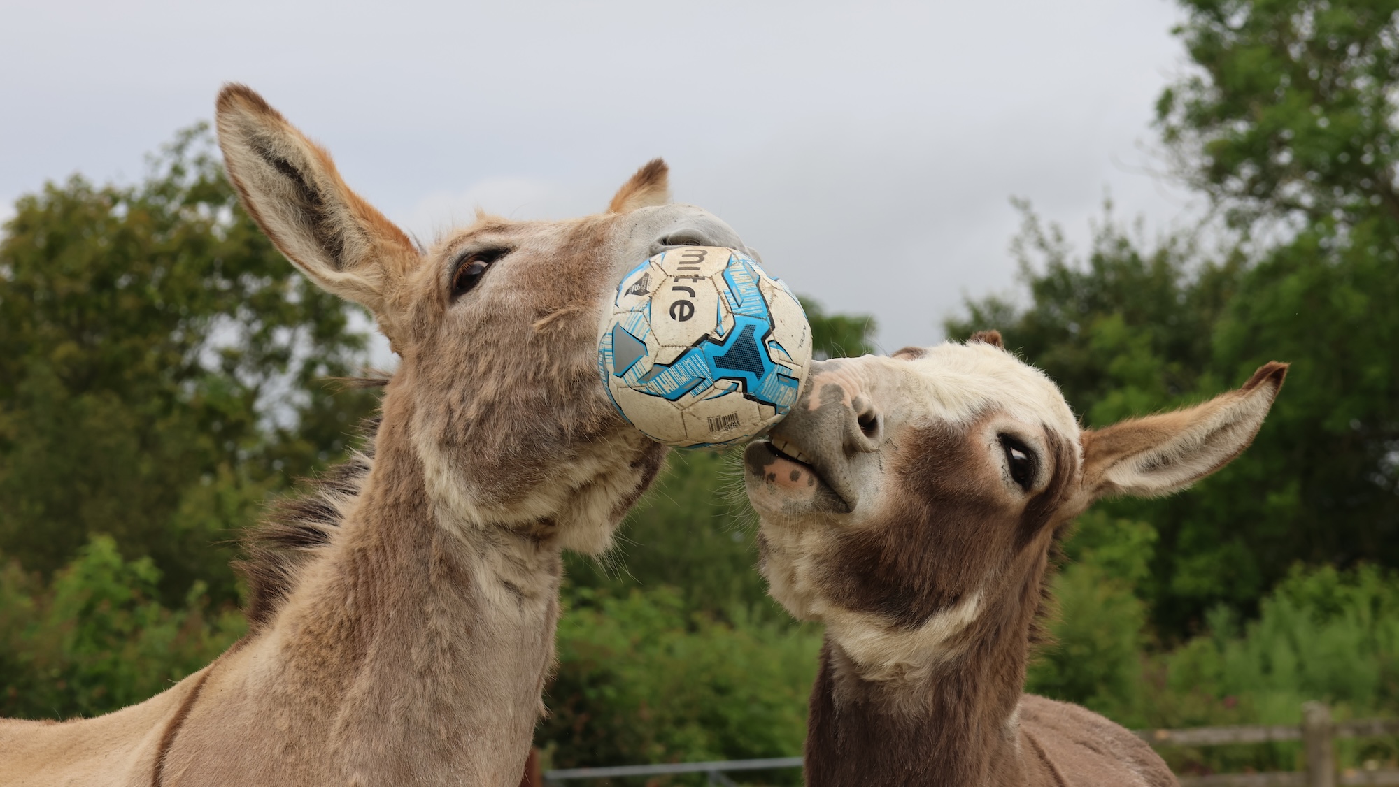 Who are you calling a donkey? Equines practise their football skills before England World Cup opener