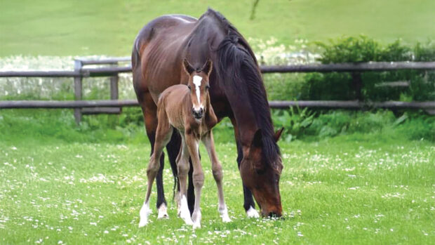 Topspin as a foal in the field with his mother