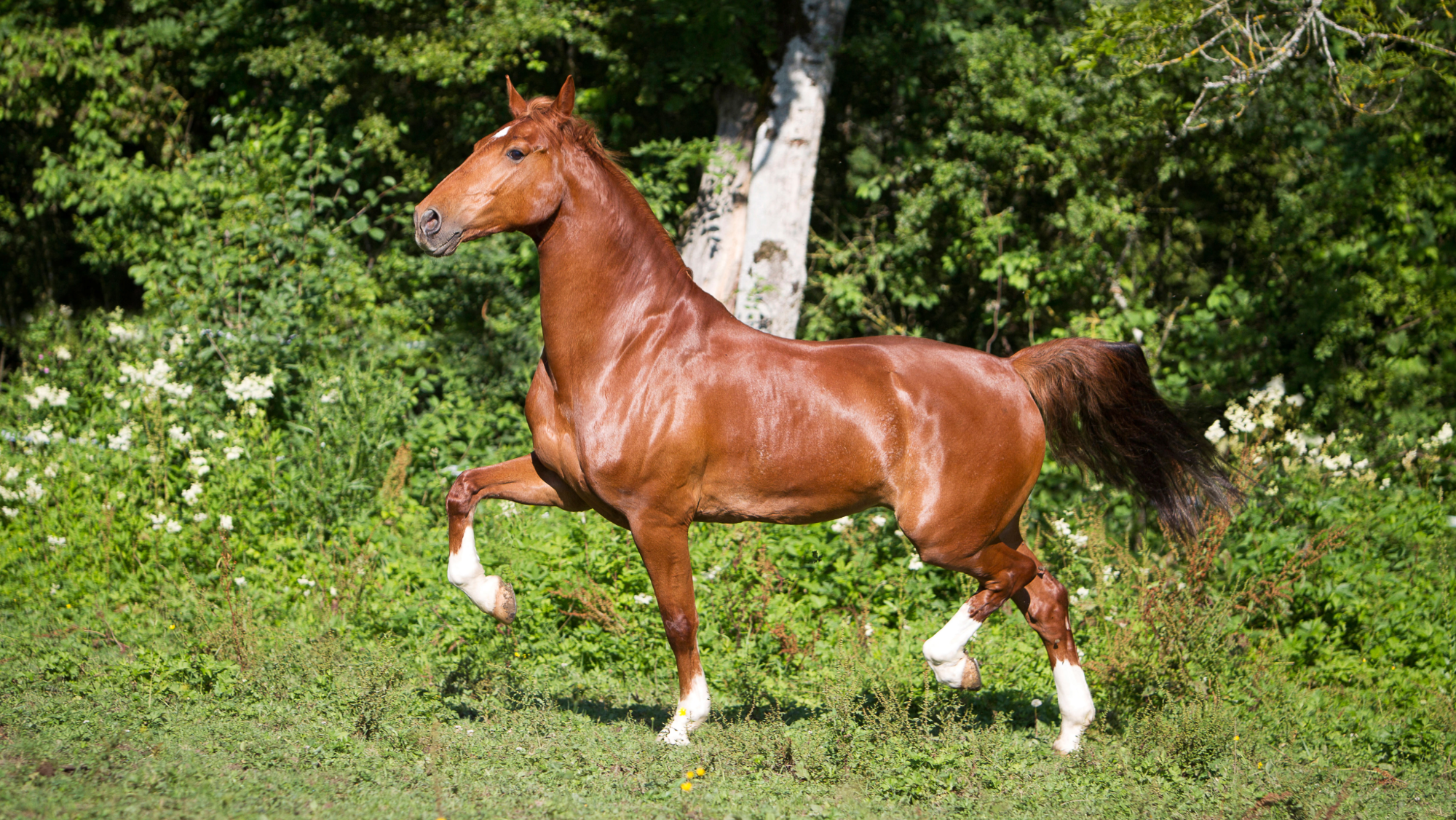 chestnut Hackney horse with four white socks trotting in the field with high knee and hock action