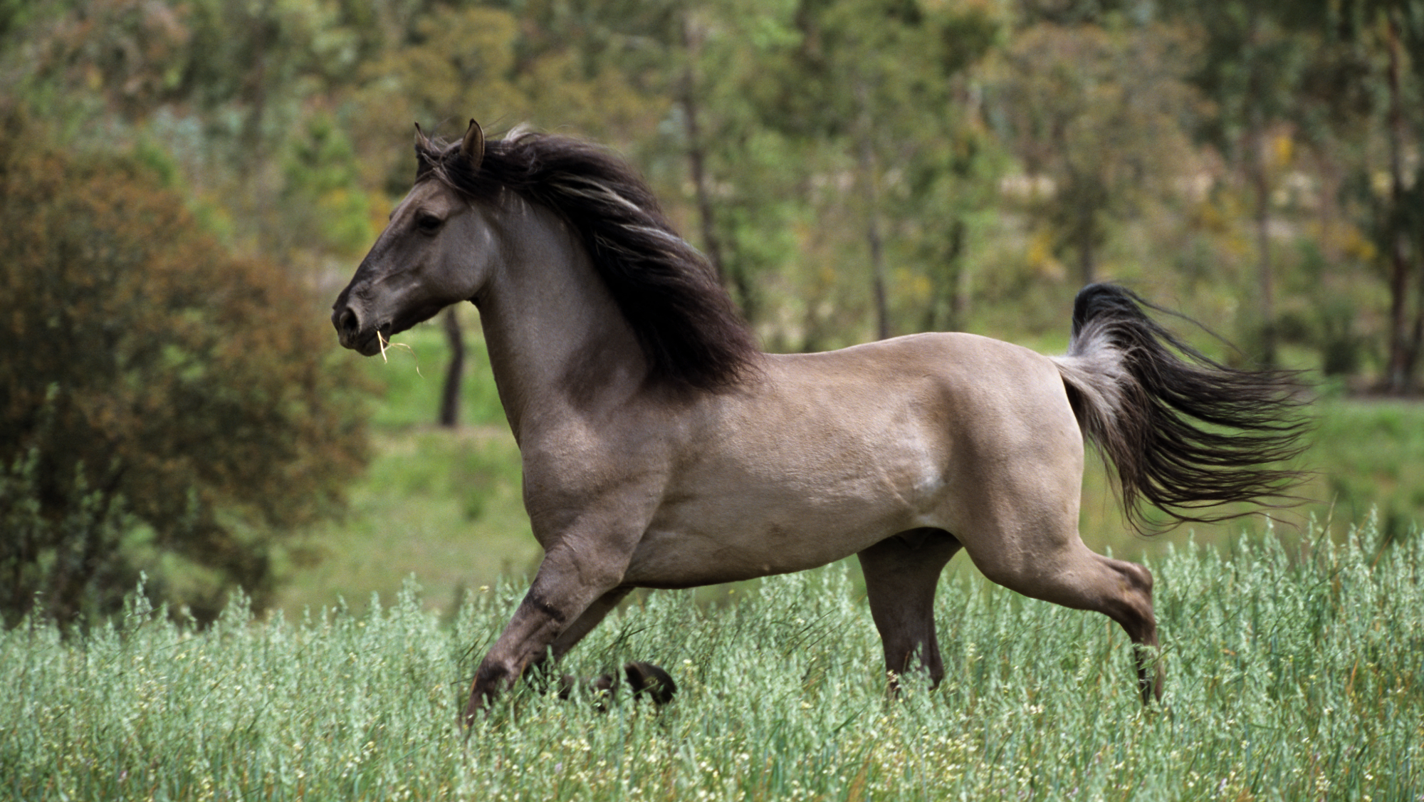 Silver dun Sorraia trotting through tall grass