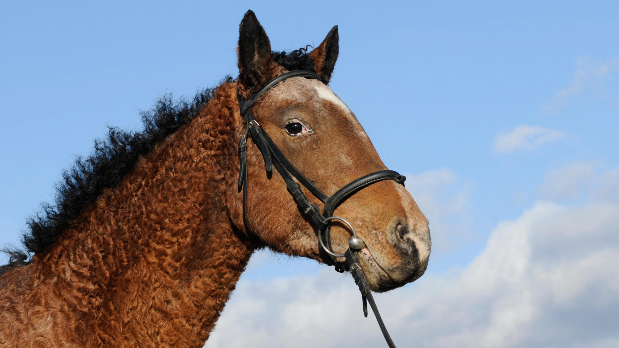 headshot of a curly-coated horse