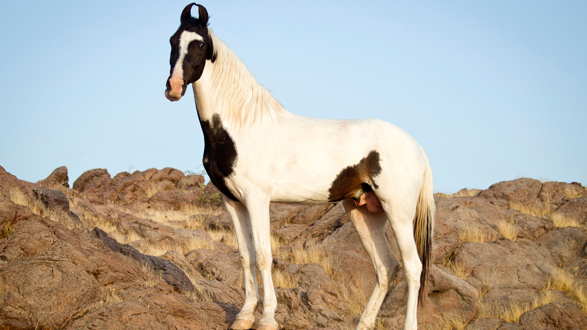 A piebald, slender Marwari horse with ears turned in
