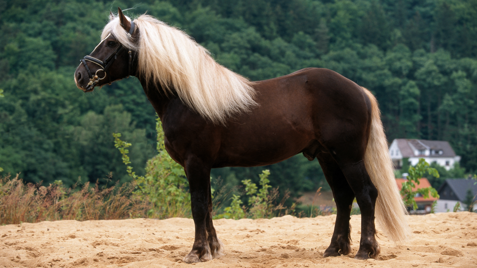 Black Forest horse with a dark body and flaxen mane and tail stood side on