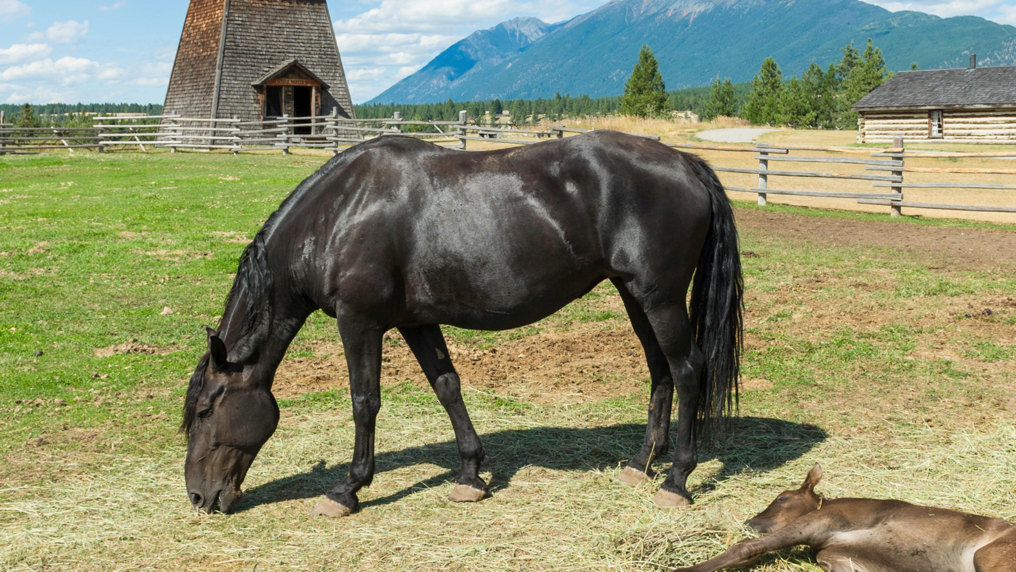 Black Canadian horse mare grazing in a field with her foal asleep in the right hand bottom corner of the image