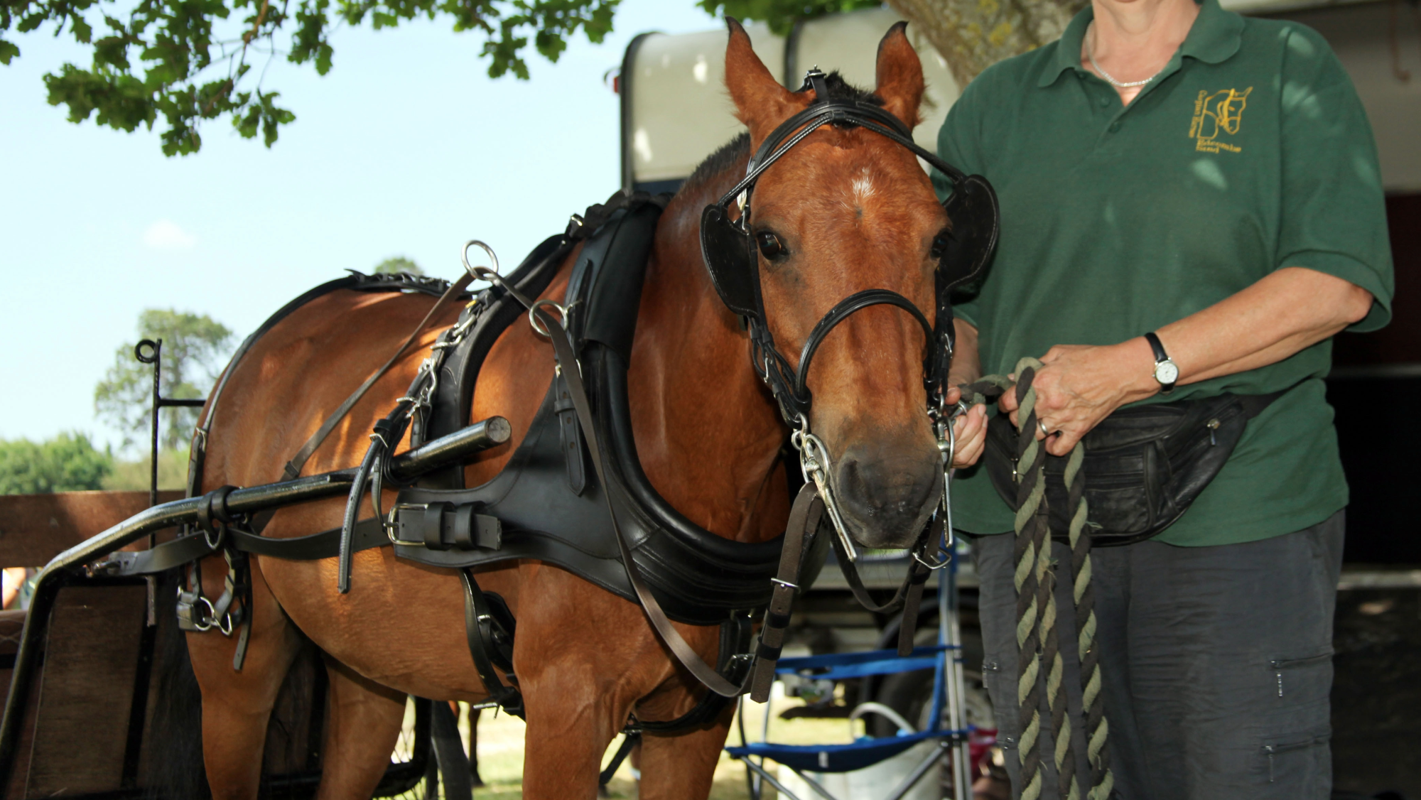 Small bay Caspian horse tacked up to drive