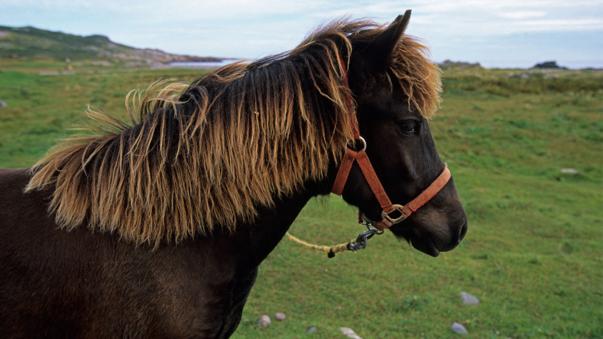 a headshot side on of a young dark Newfoundland pony with a fluffy, light-tipped mane