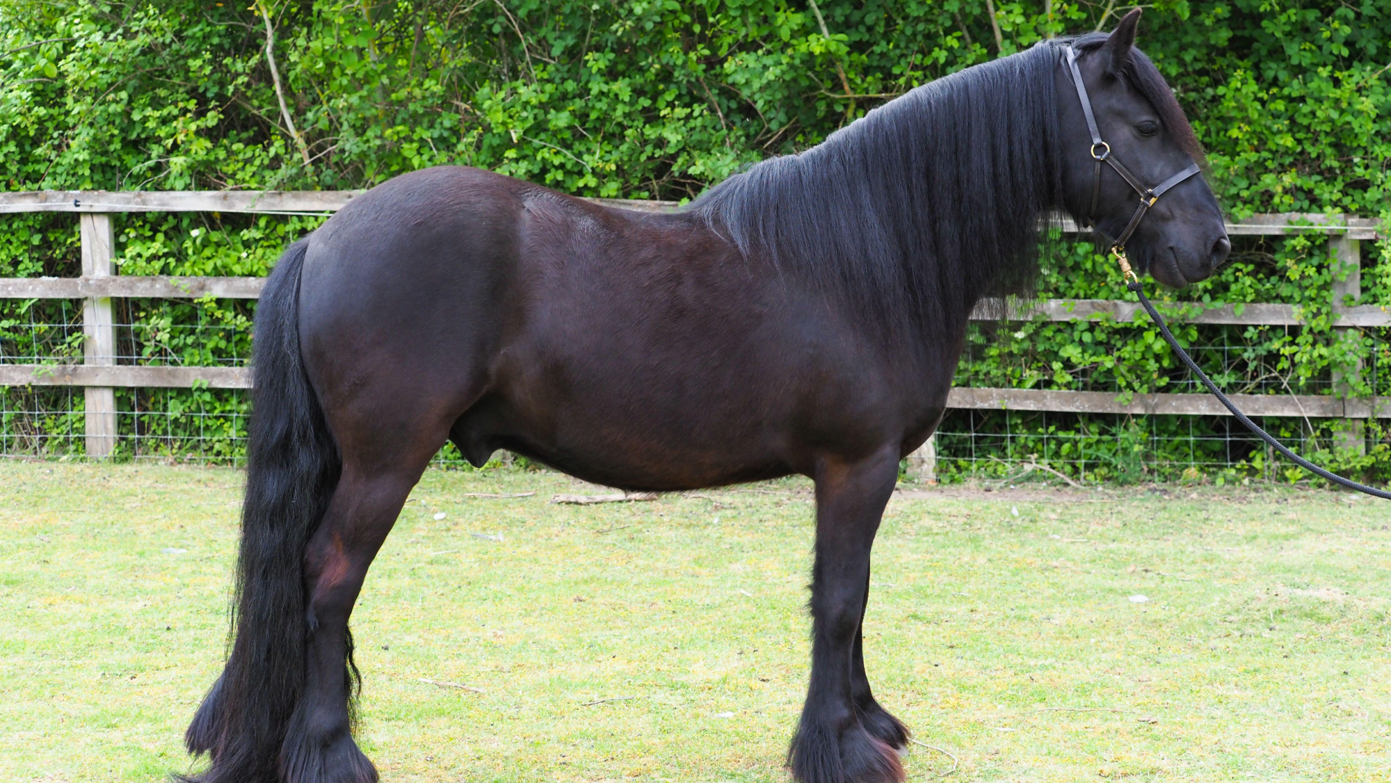 A black dales pony with. long mane stands square and in profile in a field
