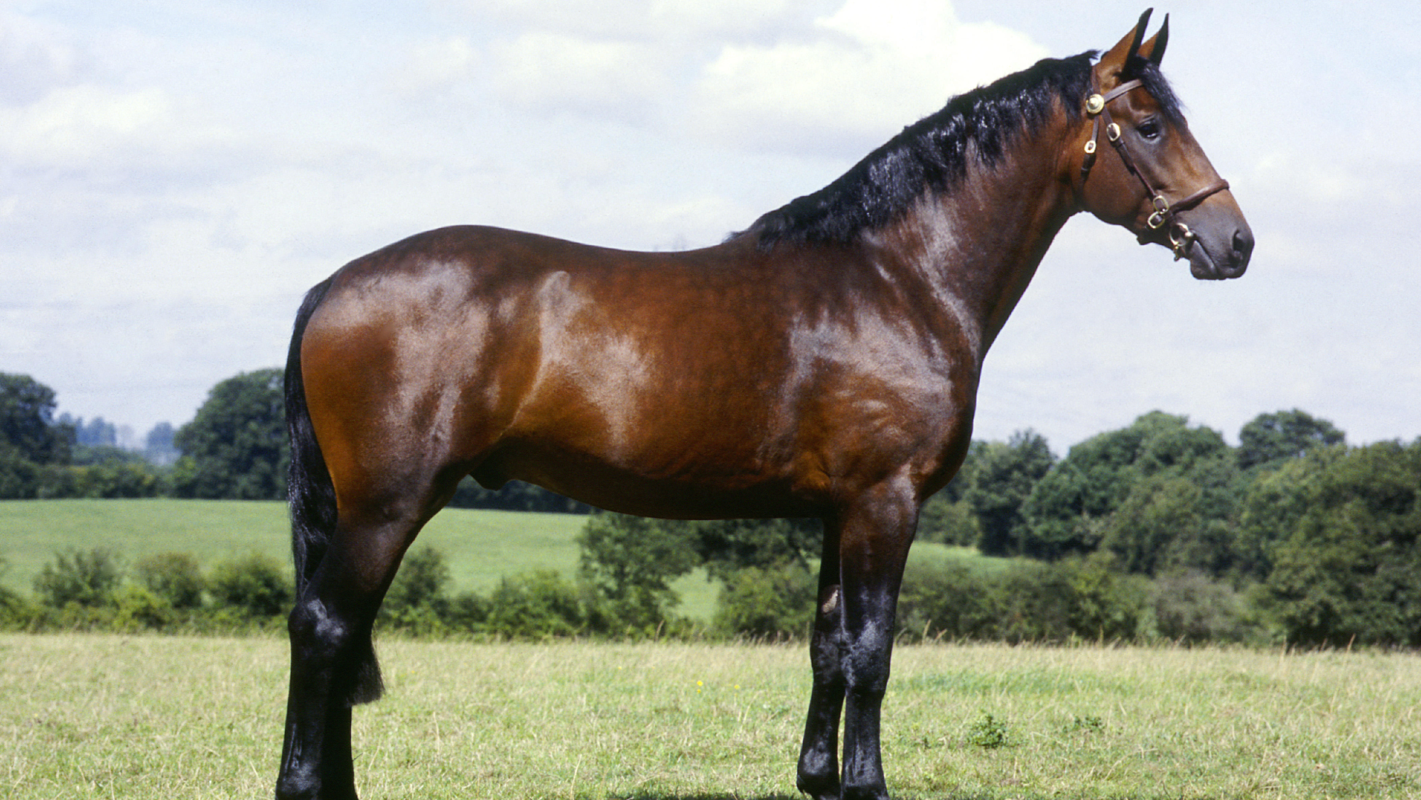 Cleveland Bay, bay, stood in profile and square in a field. He wears a traditional in hand bridle